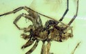 Con nhện cổ đại 380 triệu năm khiến nhiều người phải chết khiếp