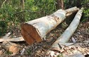 Phát hiện nhóm lâm tặc phá rừng tại Khu Bảo tồn thiên nhiên Ea Sô
