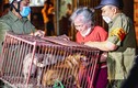 Cận cảnh tổ đội bắt chó thả rông ở Hà Nội