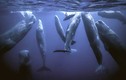Vì sao loài động vật có “mũi thở” như cá voi ngủ được dưới nước?