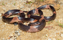 7 loài rắn đặc hữu của Việt Nam: Vừa lạ vừa hiếm! 
