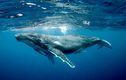 Vì sao động vật có "mũi thở" như cá voi ngủ được dưới nước?