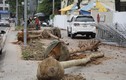 Hà Nội: Nhổ bỏ cây chết khô trên đường Huỳnh Thúc Kháng kéo dài