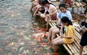 8 tấn cá Koi thả xuống Hồ Tây thu hút người dân tới vui chơi