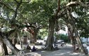 Chiêm ngưỡng cây đa 9 gốc trên 500 tuổi ở ngoại thành Hà Nội