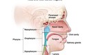 Phát hiện thuốc mới giúp điều trị ung thư đầu và cổ