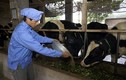 Love’ in Farm và câu chuyện làm nên sản phẩm sữa tiêu chuẩn