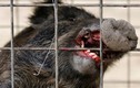 Video: Thợ săn bắn chết lợn nhiễm phóng xạ ở Nhật