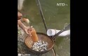 Video: Lạ: Kéo dây thừng hốt cả rổ cá