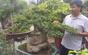 Bất ngờ: Một cây duối bonsai 40 tuổi gốc cực dị được trả 300 triệu