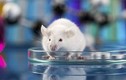 Tại sao chuột thường được dùng làm vật thí nghiệm? 