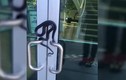 Video: Kinh dị cảnh rắn “ngụy trang” trên cánh cửa ở Mỹ 
