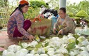 500 đồng/kg ổi lê Đài Loan, nhà vườn “khóc đứng khóc ngồi“