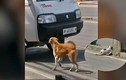 Chó mẹ điên cuồng chặn đầu xe để tìm người giúp đỡ con