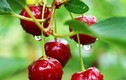 Học cách trồng cherry trong chậu, mỗi ngày thu 300 quả
