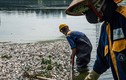 Hé lộ lý do cá chết bất thường trên các hồ ở Hà Nội?