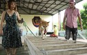 Phim “Cậu Vàng”: Chó thuần Việt sẽ đóng thế chó Nhật cảnh bị ngược đãi?