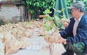 Lạ lùng làng quê Hải Dương chơi Tết bằng củ đậu siêu to khổng lồ 