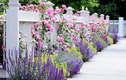 Nhà nổi bật nhờ những hàng rào hoa đơn giản, đẹp lãng mạn 