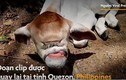 Video: Bò một mắt và không có mũi chào đời ở Philippines