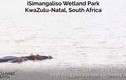 Video: Cá mập bất ngờ bỏ chạy trối chết vì hà mã 