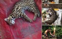 Dân quân xã giết nhiều mèo rừng quý hiếm rồi lên Facebook 'khoe' chiến tích