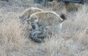 Video: Số nhọ gặp phải linh cẩu, trăn khủng đổi mồi lấy mạng
