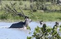 Clip: Nhảy sông săn linh dương, chó hoang bị sút tung mõm 