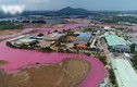 Vũng Tàu: Doanh nghiệp xả thải làm nước chuyển màu hồng bị phạt hơn 370 triệu