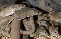 Nông dân Australia đau đầu trước nạn chuột nhà