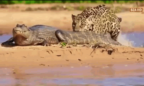 Video: Báo đốm tấn công, đoạt mạng cá sấu nhanh như chớp