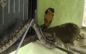 Video: Hổ mang chúa tung cú đớp chết chóc, tiêu diệt trăn vua trong nháy mắt