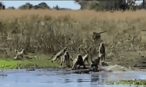 Video: Khỉ đầu chó tấn công cá sấu cứu đồng loại và cái kết gay cấn