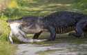 Video: “Lạnh gáy” chứng kiến cá sấu ăn thịt, nuốt chửng đồng loại