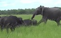 Video: Cả gan "cà khịa" trâu rừng, voi mới trưởng thành bị húc "liểng xiểng"