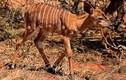 Video: Màn đối đầu kỳ lạ giữa báo đốm và linh dương con