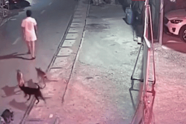 Video: Bị đàn chó dữ vây, người đàn ông tung "chiêu độc", tự cứu mình