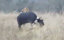 Video: Sư tử đực hợp sức hạ sát trâu rừng