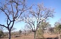 Video: Báo hoa mai mạo hiểm trèo lên cây bắt khỉ và cái kết