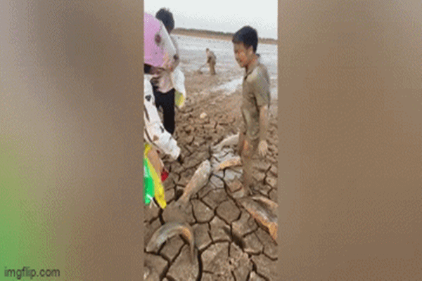 Video: Người dân nhặt hàng xô cá sau khi hồ nước khô cạn