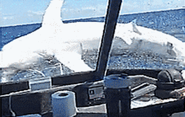 Video: Cá mập khổng lồ nhảy lên tàu đánh cá