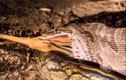 Video: Trăn khổng lồ trổ tài săn linh dương trong chớp mắt