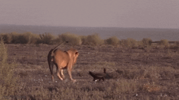 Video: Lửng mật đối đầu sư tử và cái kết khó tin