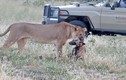 Video: “Giả chết như thật” chó hoang thoát chết nanh vuốt của sư tử