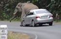 Video: Kinh hoàng cảnh voi rừng “nổi điên” đòi đè bẹp ôtô