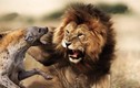 Video: Sư tử nổi cơn thịnh nộ khi bị linh cẩu cắn đuôi