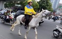 TP.HCM: Cưỡi ngựa nghênh ngang trên phố, nam thanh niên bị xử phạt