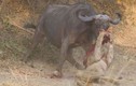 Video: Những pha săn mồi tàn khốc nhất năm của các loài mèo lớn