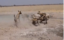 Video: Sư tử bị đàn chó hoang “đánh hội đồng” và cái kết