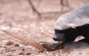 Video: Rắn chuột chũi bỏ mạng khi chạm trán "kẻ bố đời"